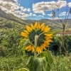 Sun flower in Wachau valley