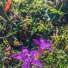 Violet alpine flowers Austrian Alps