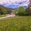 Gutenstein Alps flower meadow in spring