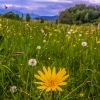 Gutenstein Alps meadow with dandelions