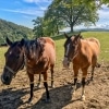 Hafnerberg two brown horses on a pasture