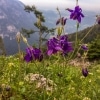 Viennese Alps Rax mountain purple alpine flowers