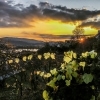 Wachau walk vine and sunset