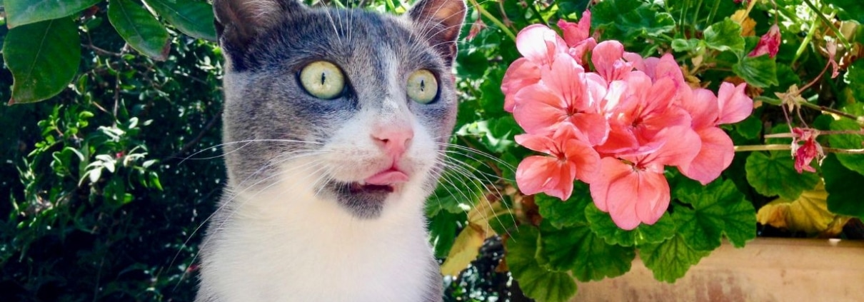 Crete cat with pink geranium