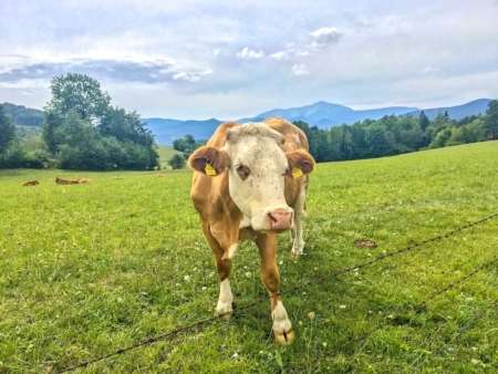 cow-austrian-alps