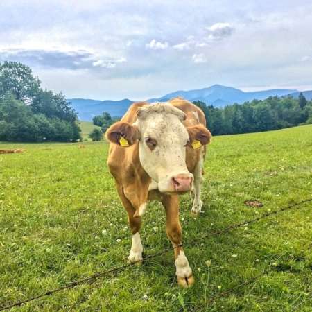 cow-austrian-alps