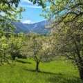 Puchberg Apfelbäume im Frühling